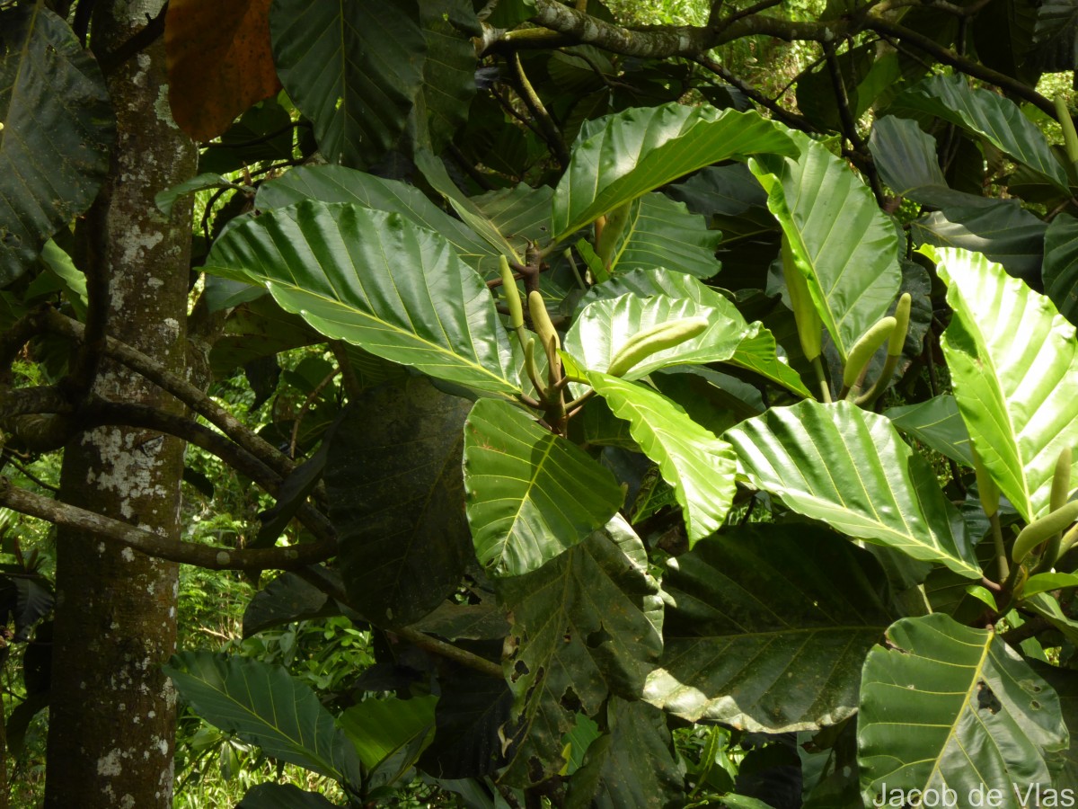 Artocarpus nobilis Thwaites